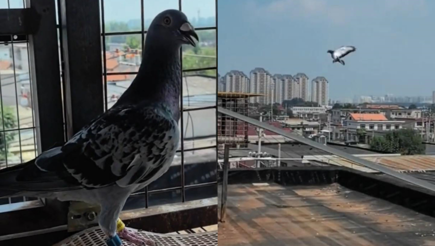 天津和平鸽归巢主人激动吹哨迎接